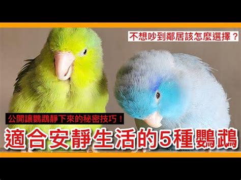 可以養的鳥|新手養鳥指南 挑選及準備要點 – 寵物百科